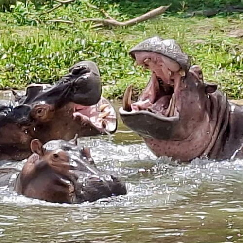 Uganda