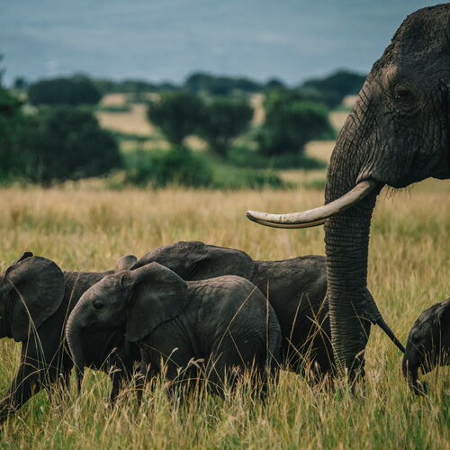 Uganda