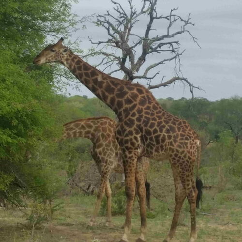 Südafrika